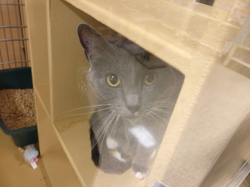 Pet Supply Store «PetSmart», reviews and photos, 1225 Industrial Rd, San Carlos, CA 94070, USA