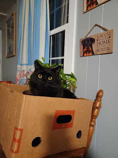 Pet Supply Store «Care-A-Lot Pet Supply Indian River», reviews and photos, 5457 Indian River Rd, Virginia Beach, VA 23464, USA