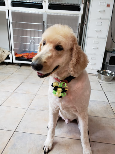 Pet Store «Rainbow Pet Supplies», reviews and photos, 3940 58th St, Woodside, NY 11377, USA