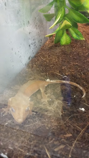 Pet Supply Store «Pet Supplies Plus», reviews and photos, 494 Westgate Dr, Brockton, MA 02301, USA