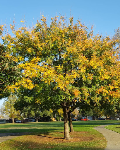 Park «Garbolino Park», reviews and photos, 1015 Camelia Ave, Roseville, CA 95678, USA