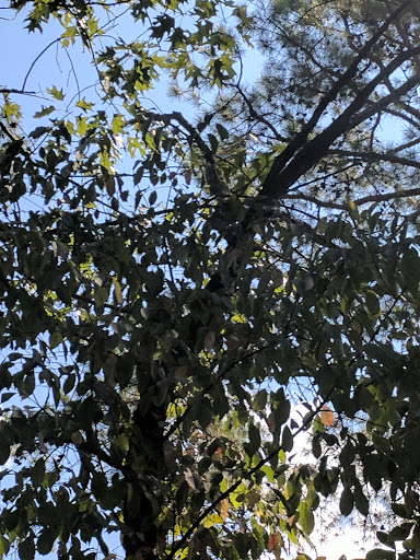 Park «Allsopp Park», reviews and photos, 3700 Cedar Hill Rd, Little Rock, AR 72202, USA