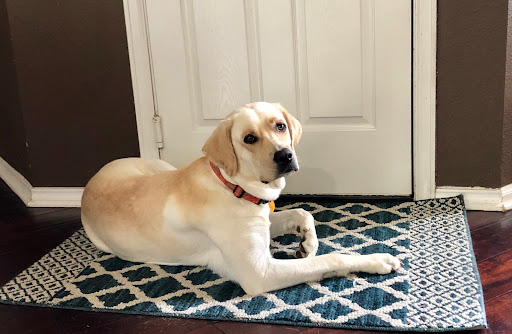 Clínica Veterinaria Laguna del Moral en Rota