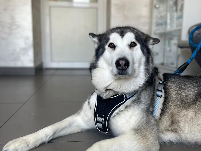 LECZNICA WETERYNARYJNA SERWIN, SZPITAL DLA ZWIERZĄT - Tarnów