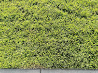 Best Greening Services - Photo 3 - Car repair in Cleveland, OH, Cleveland