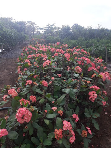 VIVERO JORGE DONOSO - Centro de jardinería