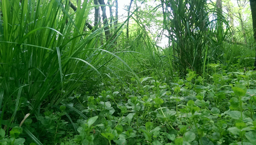 Nature Preserve «Forest Preserves of Cook County», reviews and photos, 9460 S Dee Rd, Park Ridge, IL 60068, USA