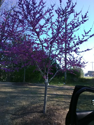 American Restaurant «Cracker Barrel Old Country Store», reviews and photos, 7995 Senoia Rd, Fairburn, GA 30213, USA