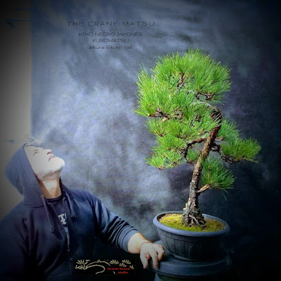 Mr.Tree Bonsai