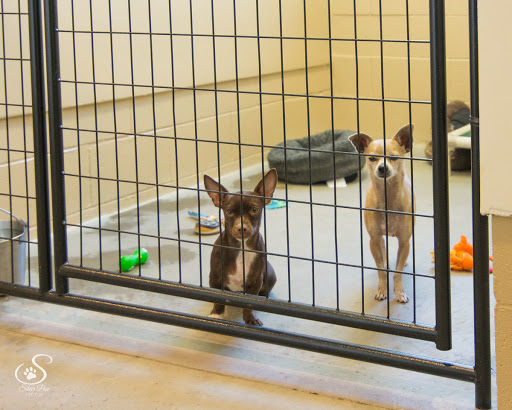 Animal Friends Alliance