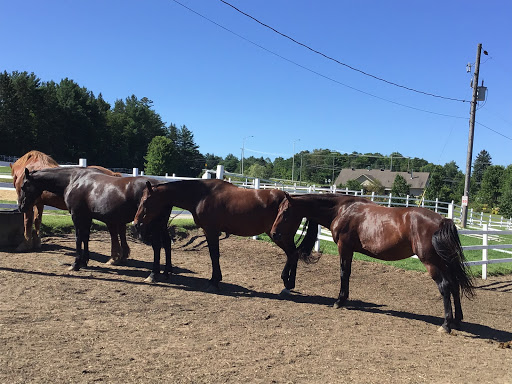 Horse trainer Ottawa