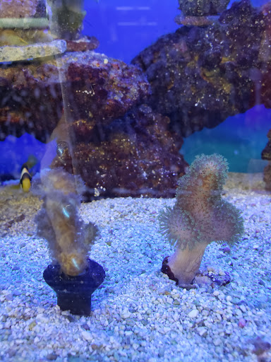 Pet Supply Store «Petco Animal Supplies», reviews and photos, 27815a Santa Margarita Pkwy, Mission Viejo, CA 92691, USA