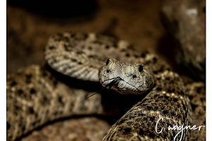 Chameleon Village Reptile & Conservation Park image