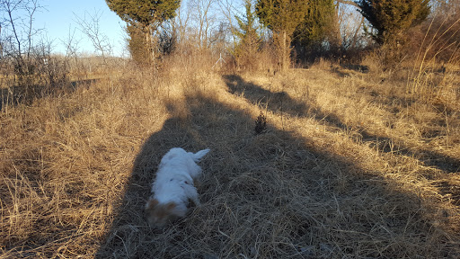 Dog Park «Beck Lake Off-Leash Dog Area», reviews and photos, 9700 Gloria Ct, Glenview, IL 60025, USA