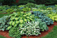 Willie's Lawn Care Services L.L.C & Landscaping Contractor - Photo 8 - Car repair in , Staten Island