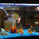 Photo n°2 de l'avis de Aimei.i fait le 20/06/2019 à 20:37 sur le  Ristorante Home Sushi à Novara