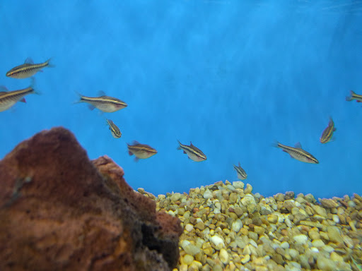 Pet Supply Store «Petco Animal Supplies», reviews and photos, 110 Percival Rd, Columbia, SC 29206, USA