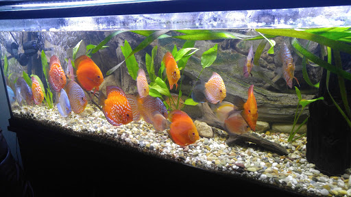 Tropical Fish Store «West Lake Aquarium», reviews and photos, 710 E Whittier Blvd, La Habra, CA 90631, USA