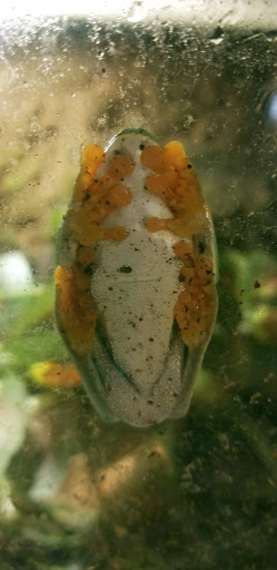 Reptile Store «Pets & Things», reviews and photos, 44825 Van Dyke, Utica, MI 48317, USA