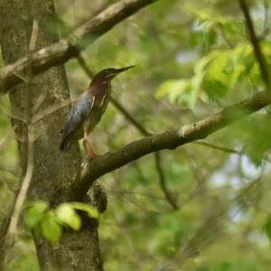 Boyer Nature Preserve - photo 49