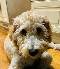 Bakers Acres K9 Academy - Photo 9 - Car repair in Springville, UT, Provo