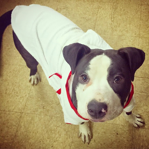 Pet Supply Store «Detroit K-9 Pet Supplies», reviews and photos, 7030 Michigan Ave, Detroit, MI 48210, USA