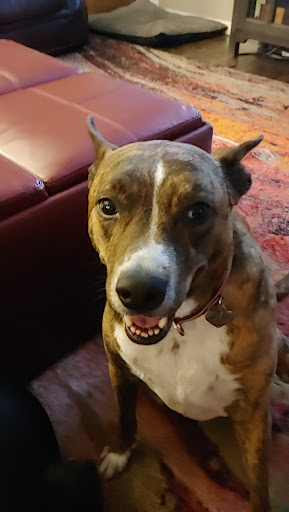 Pet Supply Store «PetSmart», reviews and photos, 2525 W Wheatland Rd, Dallas, TX 75237, USA