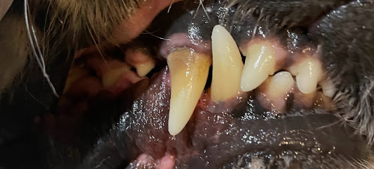 The Hounds Teeth Cleaning For Dogs