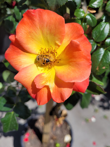 Home Improvement Store «The Home Depot», reviews and photos, 5000 Hardwick St, Lakewood, CA 90712, USA