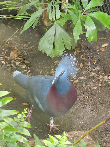 Zoo «St. Augustine Alligator Farm Zoological Park», reviews and photos, 999 Anastasia Blvd, St Augustine, FL 32080, USA