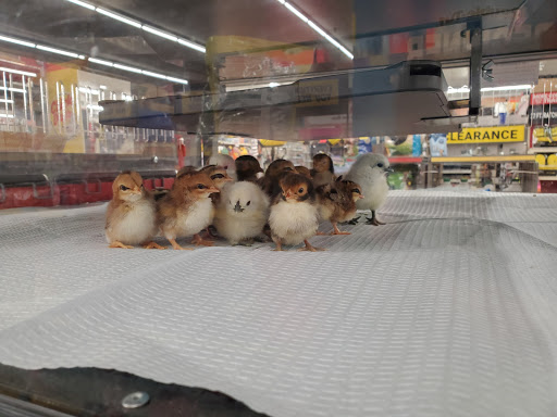 Home Improvement Store «Tractor Supply Co.», reviews and photos, 55 Crystal Ave #17a, Derry, NH 03038, USA