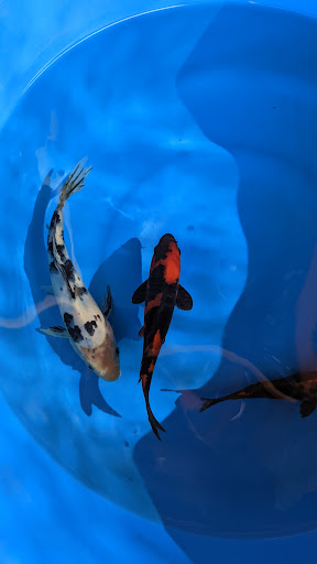 Cali Koi image