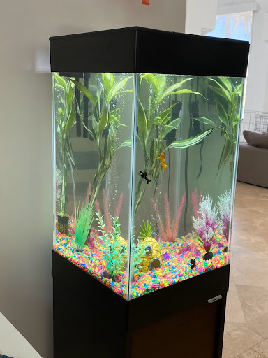 Tropical Fish Store «Hooked On Reefs», reviews and photos, 228 Hibiscus St #1, Jupiter, FL 33458, USA