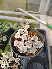 Newton Nursery and Farm - Photo 2 - Car repair in Van Buren, AR, Fort Smith