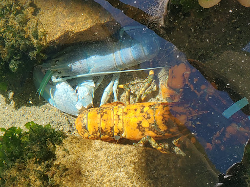 Maritime Museum «Maritime Gloucester», reviews and photos, 23 Harbor Loop, Gloucester, MA 01930, USA