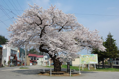 中山平の大桜