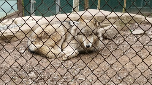 Zoo «WNC Nature Center», reviews and photos, 75 Gashes Creek Rd, Asheville, NC 28805, USA