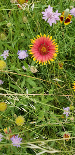 Gym «Carpenter Park Recreation Center», reviews and photos, 6701 Coit Rd, Plano, TX 75024, USA
