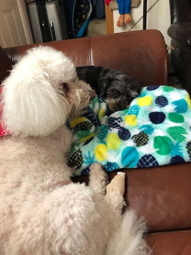 Doggie Day Spa, 2803 Trough Springs Rd, Clarksville, TN 37043, USA, 