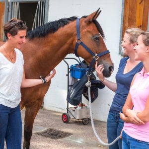 Ecole Française d'Ostéopathie Animale à Hérouville-Saint-Clair