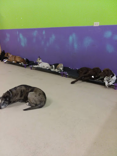 Pet Supply Store «Four Legs Pets Gilberts», reviews and photos, 133 E Higgins Rd, Gilberts, IL 60136, USA