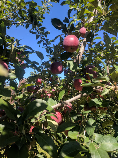 Farm «Fairmount Fruit Farm», reviews and photos, 887 Lincoln Street, Franklin, MA 02038, USA