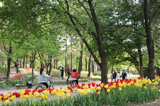 SEOUL Forest