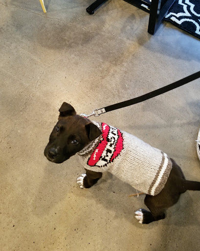 Pet Supply Store «Fetch Pet Supplies & Gifts», reviews and photos, 1332 E Republic Rd, Springfield, MO 65804, USA