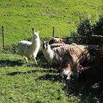 Photo n°3 de l'avis de sabrina.a fait le 23/08/2021 à 16:34 sur le  Agriturismo Le Radici à Blessagno