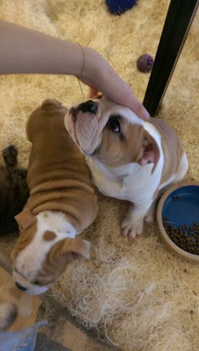 Pet Store «Perfect Pets», reviews and photos, 6840 S University Blvd #410, Centennial, CO 80122, USA