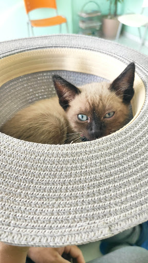 Clínica Veterinaria Formosa em São Paulo - SP