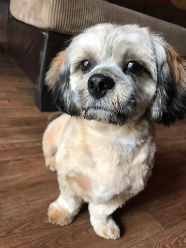 Pet Store «The Honest Dog», reviews and photos, 3032 Arden Way, Sacramento, CA 95825, USA