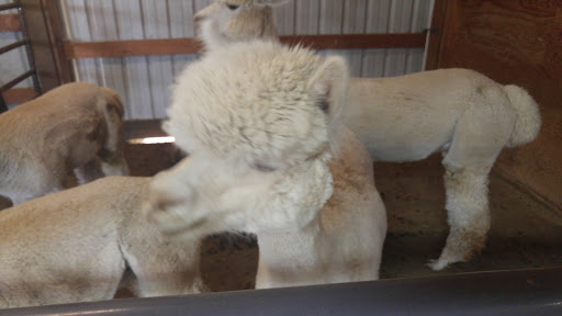 Livestock Breeder «Alpacas at Marquam Hill Ranch», reviews and photos, 35835 OR-213, Molalla, OR 97038, USA