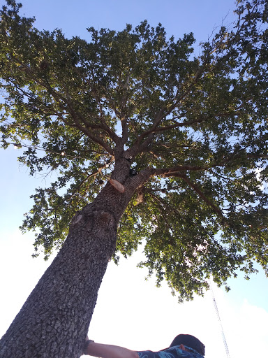 Park «Metropolitan Park», reviews and photos, 1410 Gator Bowl Blvd, Jacksonville, FL 32202, USA